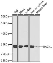 RACK1 Rabbit pAb