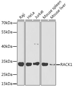 RACK1 Rabbit pAb