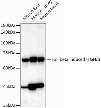 TGF beta induced (TGFBI) Rabbit pAb