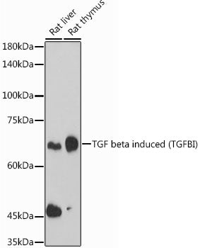 TGF beta induced (TGFBI) Rabbit pAb