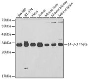 14-3-3 Theta Rabbit pAb