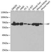 [KO Validated] AIF Rabbit pAb