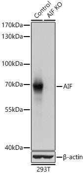 [KO Validated] AIF Rabbit pAb
