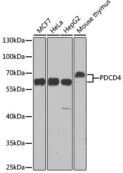 [KO Validated] PDCD4 Rabbit pAb