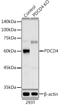 [KO Validated] PDCD4 Rabbit pAb