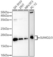 SUMO2/3 Rabbit pAb