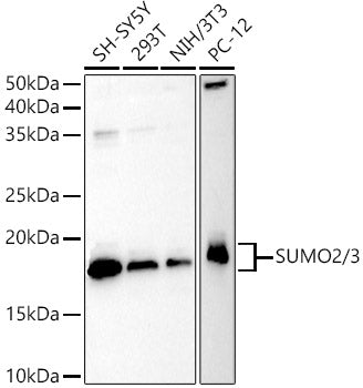 SUMO2/3 Rabbit pAb