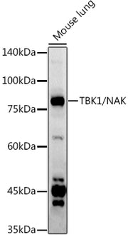 TBK1/NAK Rabbit pAb