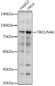 TBK1/NAK Rabbit pAb