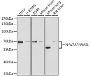 N-WASP/WASL Rabbit pAb