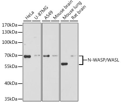 N-WASP/WASL Rabbit pAb