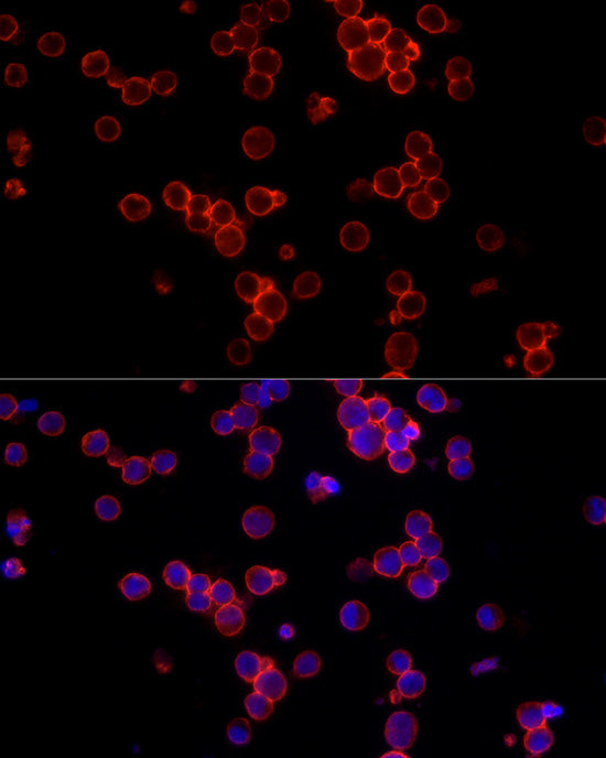 CD19 Rabbit pAb