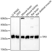 TPI1 Rabbit pAb