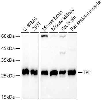 TPI1 Rabbit pAb