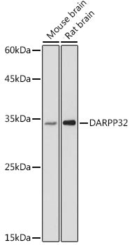 DARPP32 Rabbit pAb