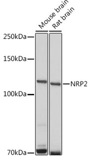 NRP2 Rabbit pAb