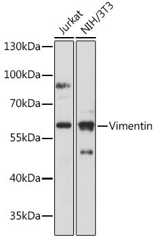 Vimentin Rabbit pAb