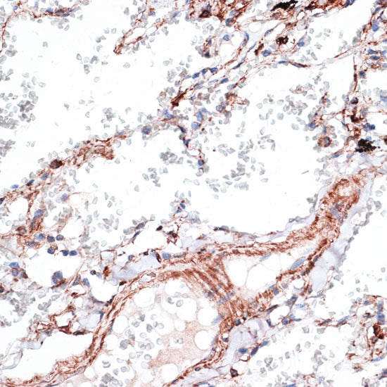 Vimentin Rabbit pAb