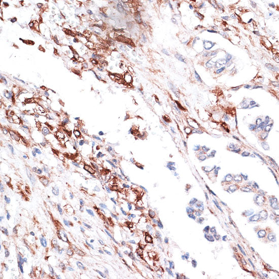 Vimentin Rabbit pAb