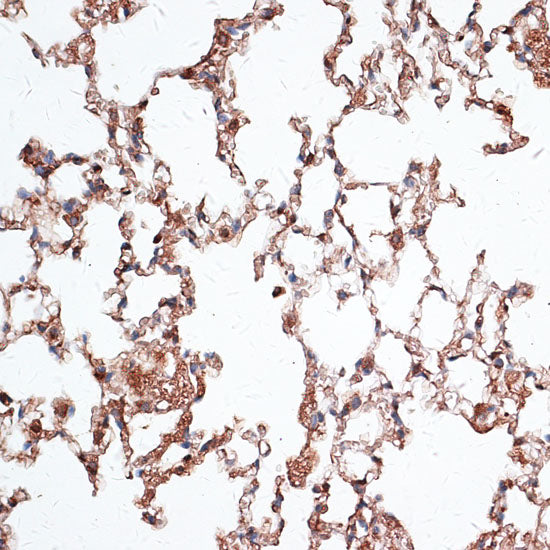Vimentin Rabbit pAb