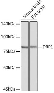 DRP1 Rabbit pAb