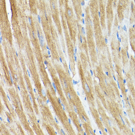 DRP1 Rabbit pAb