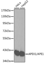 [KO Validated] APEX1/APE1 Rabbit pAb