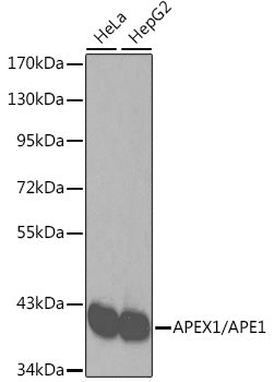 [KO Validated] APEX1/APE1 Rabbit pAb