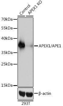 [KO Validated] APEX1/APE1 Rabbit pAb