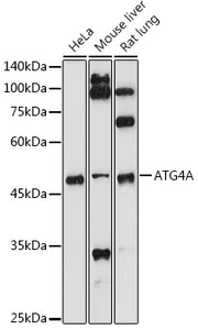 ATG4A Rabbit pAb