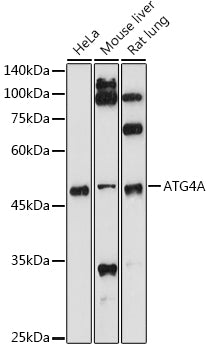 ATG4A Rabbit pAb