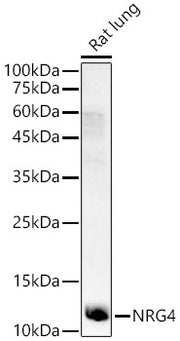 NRG4 Rabbit pAb