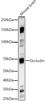 Occludin Rabbit pAb