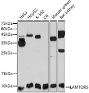 LAMTOR5 Rabbit pAb