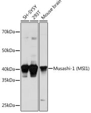 Musashi-1 (MSI1) Rabbit pAb