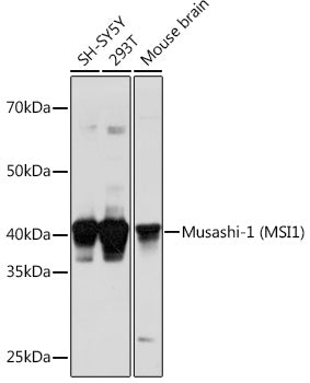 Musashi-1 (MSI1) Rabbit pAb