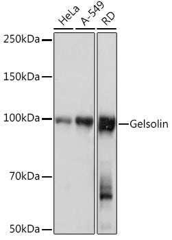 Gelsolin Rabbit mAb