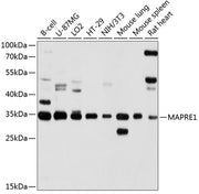 MAPRE1 Rabbit pAb