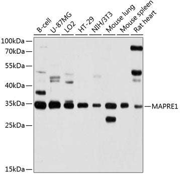 MAPRE1 Rabbit pAb