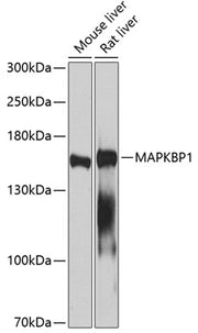MAPKBP1 Rabbit pAb