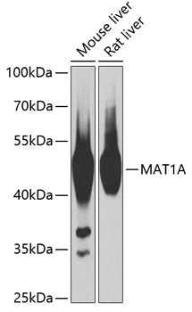 MAT1A Rabbit pAb