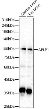 APLP1 Rabbit pAb