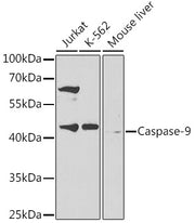 Caspase-9 Rabbit pAb