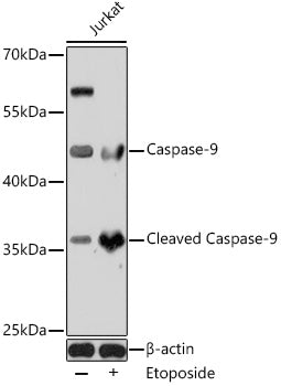 Caspase-9 Rabbit pAb