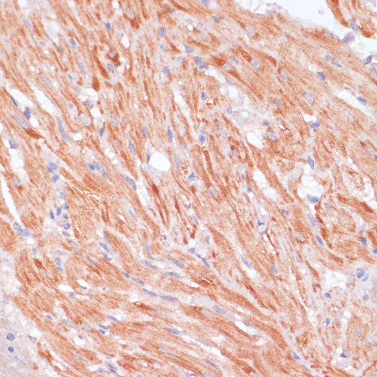 Caspase-9 Rabbit pAb