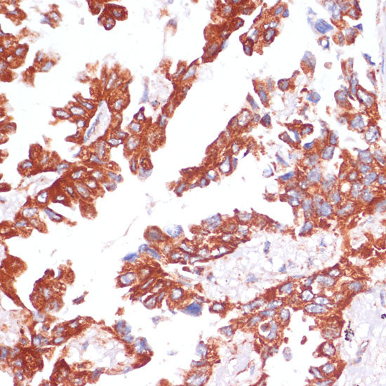 Caspase-9 Rabbit pAb