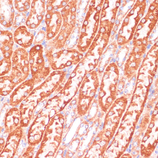 Caspase-9 Rabbit pAb