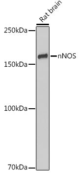 nNOS  Rabbit mAb