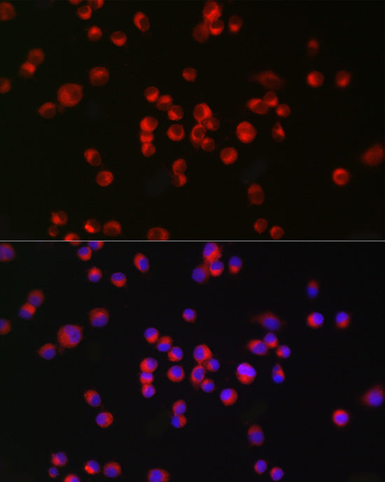 nNOS  Rabbit mAb