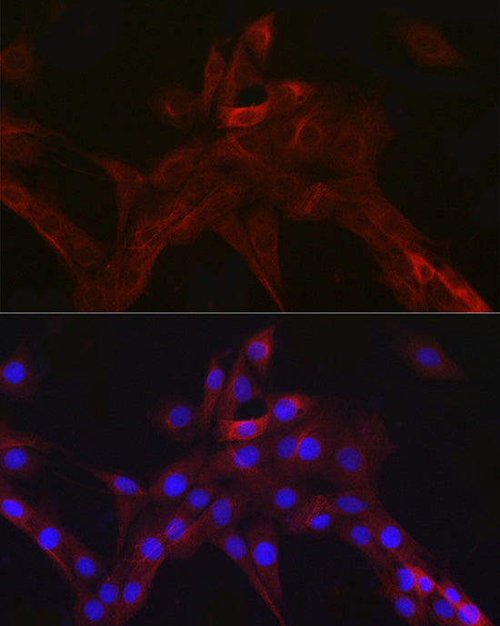 nNOS  Rabbit mAb
